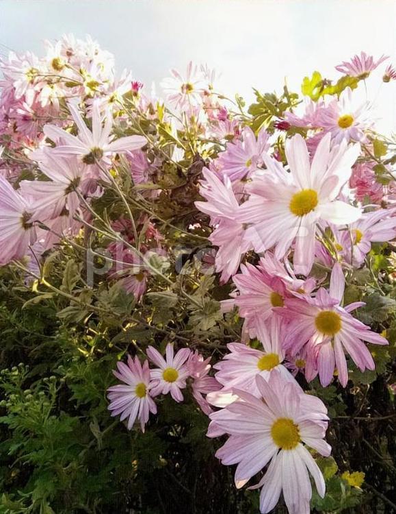 夕日を浴びた菊 菊,秋,ピンクの写真素材