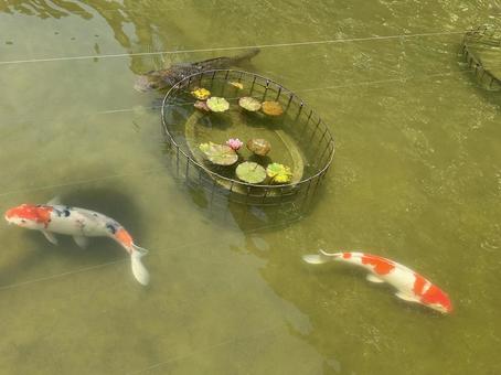 鯉をながめる 鯉をながめる 鯉,コイ,池の写真素材