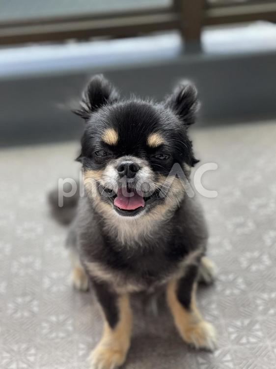 かわいいでしょ？ チワワ,笑顔,シニア犬の写真素材