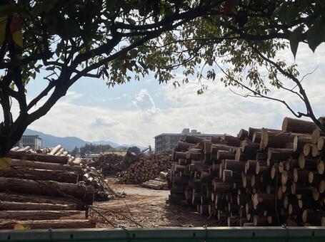 貯木場　吉野杉　陸上貯木場　木材集積場 貯木場,吉野杉,陸上貯木場の写真素材