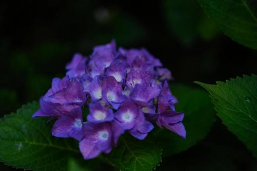 紫色のあじさい あじさい,雨,むらさきの写真素材