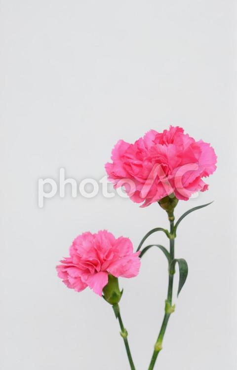 カーネーション、２輪、白背景 カーネーション,ピンク,背景素材の写真素材