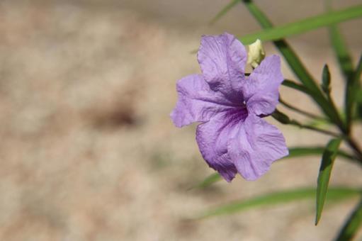 ヤナギバルイラソウ ヤナギバルイラソウ,やなぎばるいらそう,花の写真素材