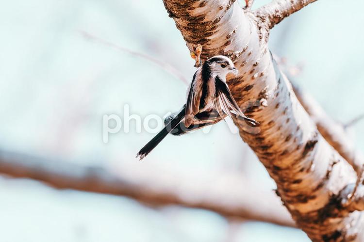 この姿を写真に撮られると恥ずかしい エナガ,野鳥,野鳥写真の写真素材