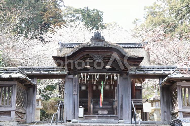 三井寺（園城寺）護法社唐門 三井寺,園城寺,護法社唐門の写真素材