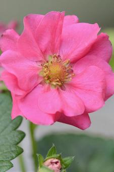 イチゴの花の写真