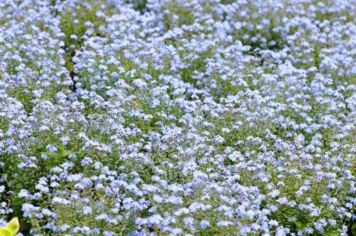 わすれなぐさ 勿忘草 わすれなぐさ 勿忘草の写真