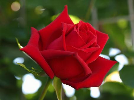 バラ園にて赤い薔薇を撮りました バラ園にて赤い薔薇を撮りました 赤,ばら,花の写真素材
