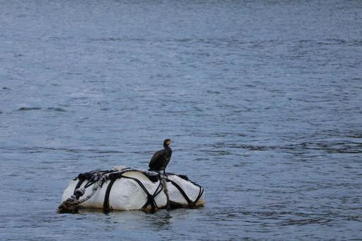 Cormorants on a raft, JPG