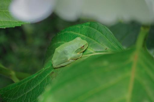 紫陽花の葉にいるカエル 紫陽花の葉にいるカエルの写真