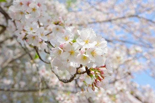 桜の花が満開(ソメイヨシノ) 桜の花が満開(ソメイヨシノ)の写真