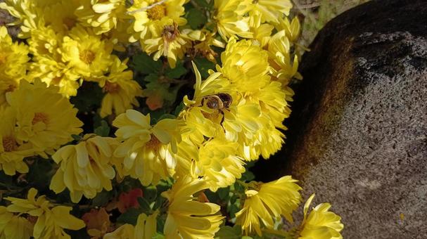 菊の花とハナアブ 菊,キク,花の写真素材