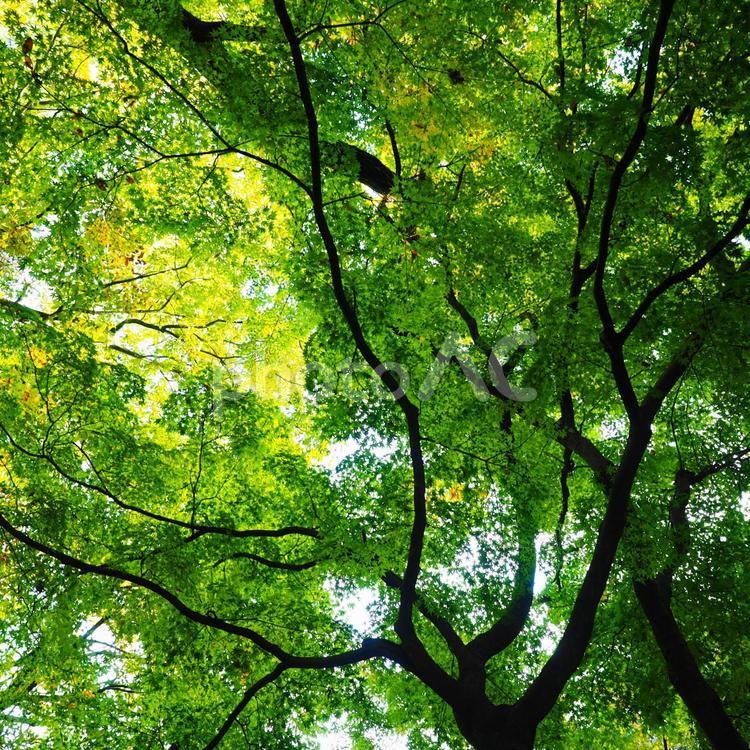 木漏れ日 木漏れ日,木の葉,葉っぱの写真素材