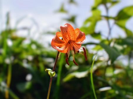 夏の山野草 - クルマユリ 夏の山野草 - クルマユリ クルマユリ,山野草,夏の写真素材