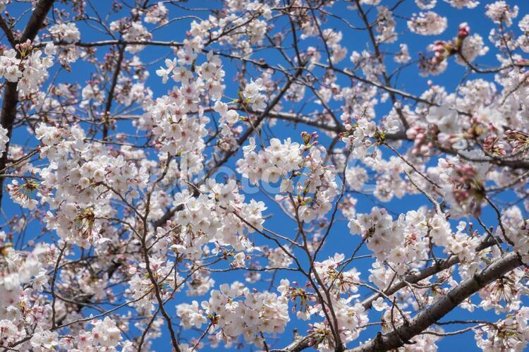 桜 桜,さくら,サクラの写真素材