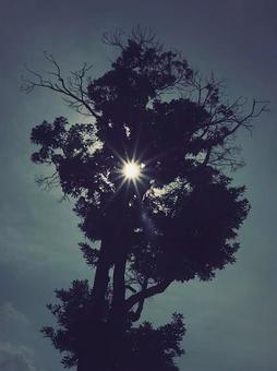 気の隙間から 木,ダーク,ローの写真素材