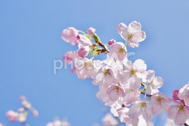 澄んだ青空と春風と陽に透ける桜の花背景 桜,春,サクラの写真素材