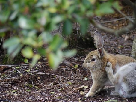 身体を足でかくウサギ うさぎ,日本,動物の写真素材