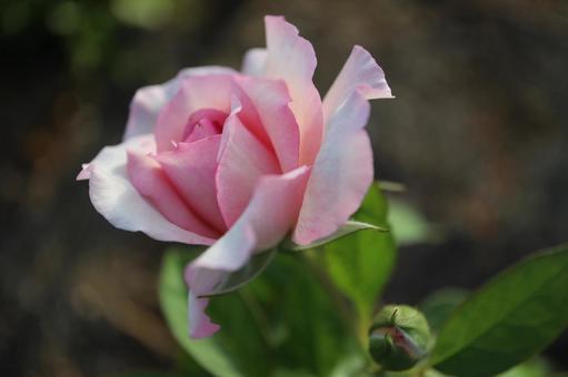 バラ園に咲くピンクの薔薇を撮影した写真の写真