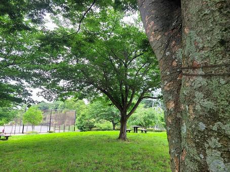 木の幹と公園 木の幹と公園の写真