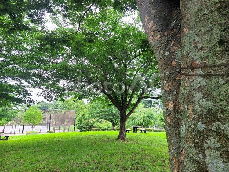 木の幹と公園 木,自然,風景の写真素材