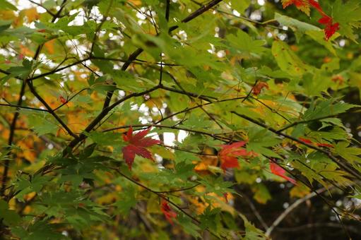 飯綱高原小鳥ケ池紅葉の写真