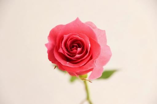 ピンクのばら ピンクのばら 水滴,ピンク,花の写真素材