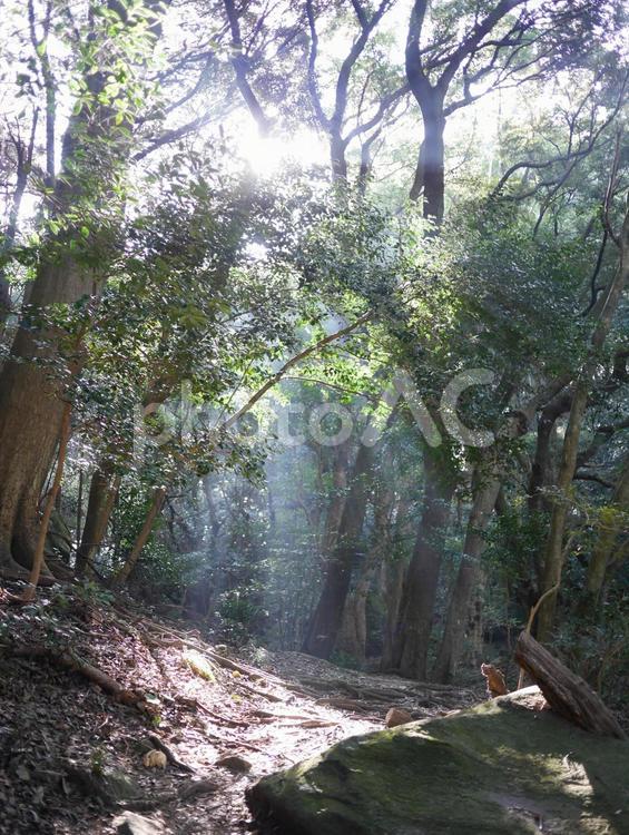 木漏れ日 登山,光,山の写真素材