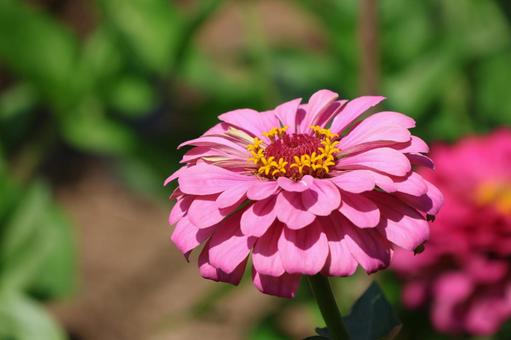 Zinnia, JPG