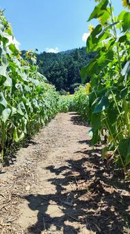夏を抱きしめる花畑 夏を抱きしめる花畑 ひまわり,洲原ひまわりの里,黄金色の花畑の写真素材