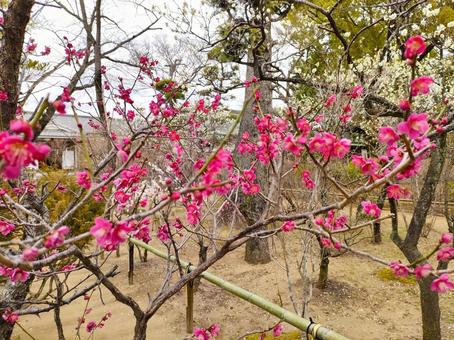 梅の花 梅の花の写真
