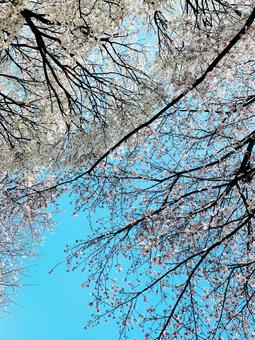 見上げる桜 たて 見上げる桜 たての写真