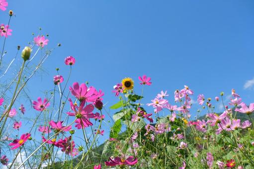 秋桜と向日葵 秋桜と向日葵の写真