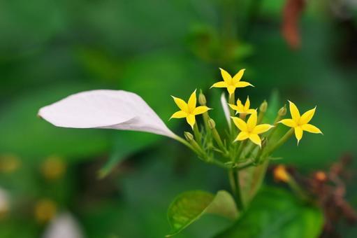 コンロンカ（崑崙花） コンロンカ,崑崙花,アカネ科の写真素材
