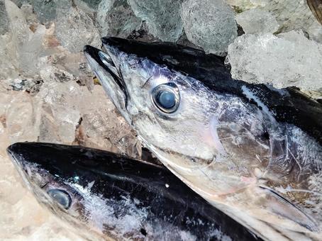 カツオ 頭部 カツオ 頭部の写真
