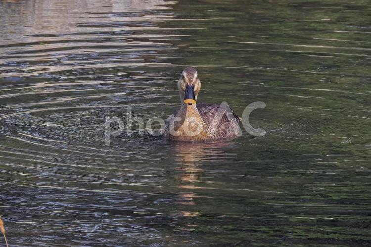こっちを見ているカルガモ カモ,カルガモ,動物の写真素材