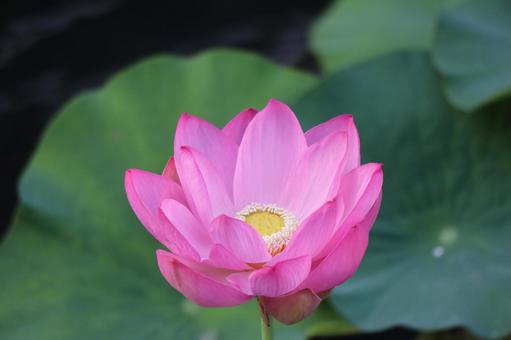 ピンクの花びらの蓮の花のアップ ピンクの花びらの蓮の花のアップ ピンク,花びら,蓮の写真素材