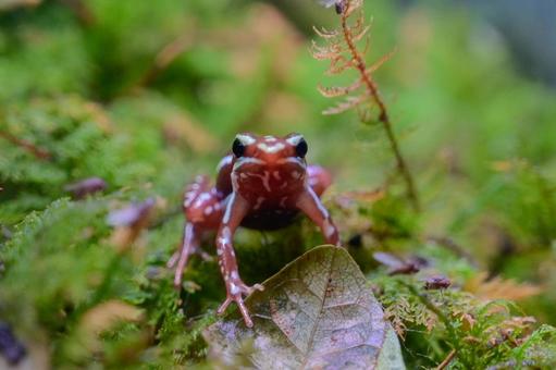 Photo, a frog, small, poison, 
