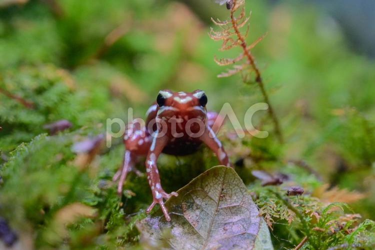 小さいけれど・・毒ガエル カエル,小型,毒の写真素材