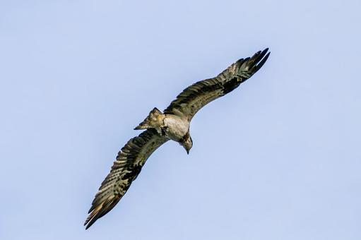 ミサゴ(121) 鳥,ミサゴ,ウオタカの写真素材