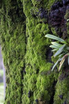 Photo, moss, moss on a cherry tree, skin, 