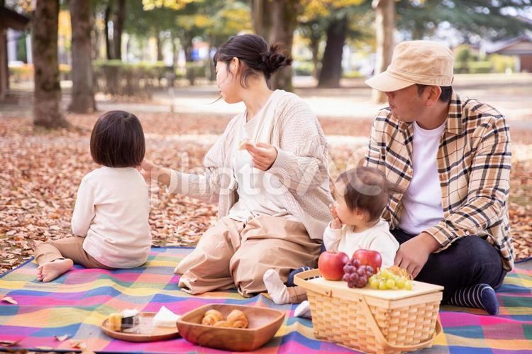 秋の公園で遊ぶ家族 ピクニック,行楽,家族の写真素材