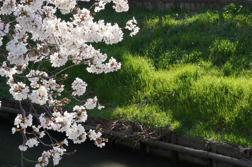 さくら さくらの写真