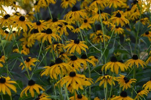 ルドベキア ルドベキア ルドベキア,花,可憐の写真素材