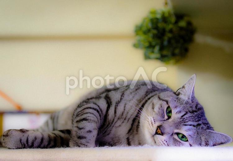 猫　ネコ　寝顔　微睡み　癒し 猫,ネコ,寝顔の写真素材