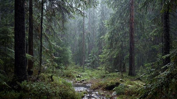 自然の恵み、雨降る森 自然の恵み、雨降る森の写真