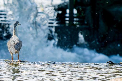 水辺のササゴイ・コピースペース 水辺のササゴイ・コピースペース ササゴイ,サギ,野鳥の写真素材