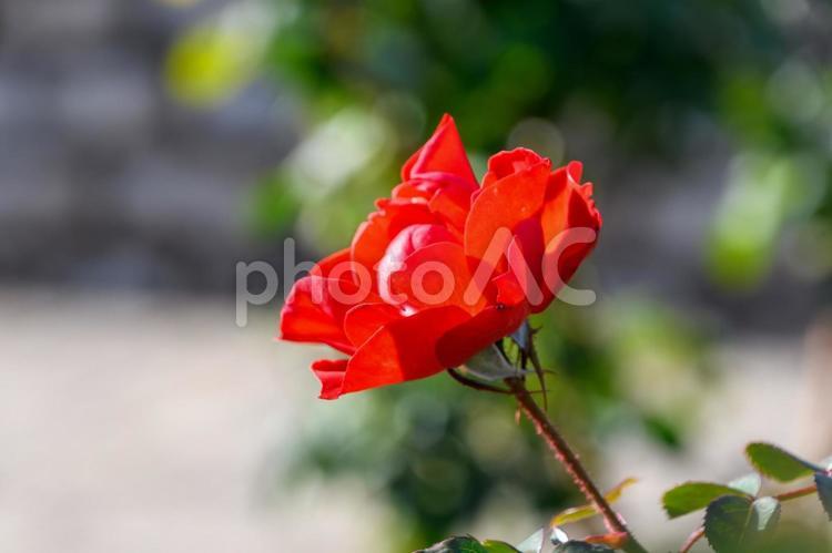 真紅のバラの美しさ バラ,花,赤の写真素材