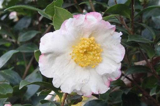 サザンカ・山茶花 サザンカ・山茶花の写真