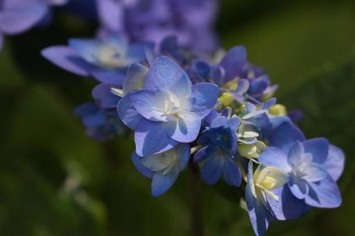 ガクアジサイ ガクアジサイ,紫陽花,装飾花の写真素材